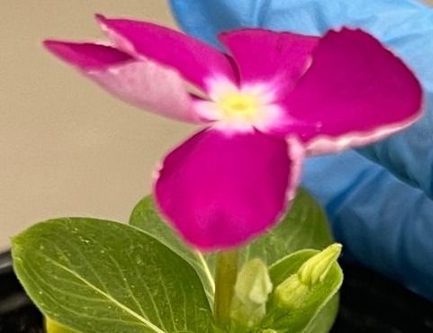 Catharanthus roseus