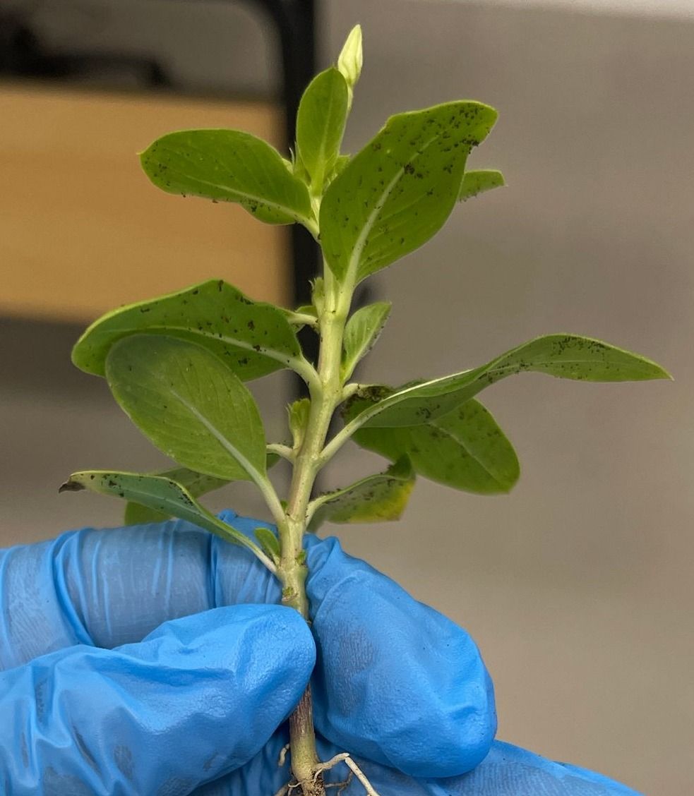 Stem of Catharanthus roseus