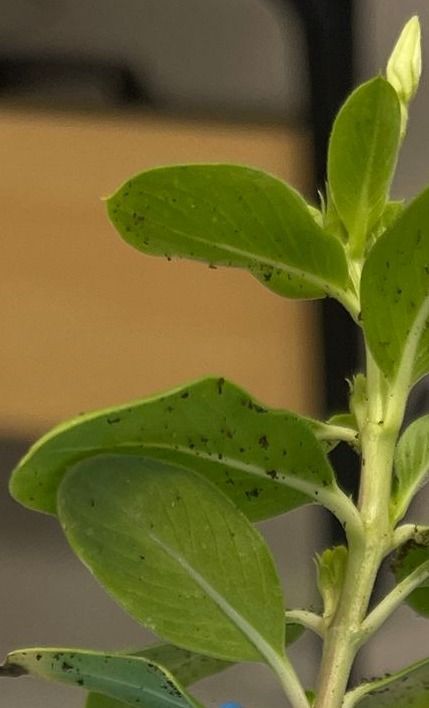 Leaves of Catharanthus roseus