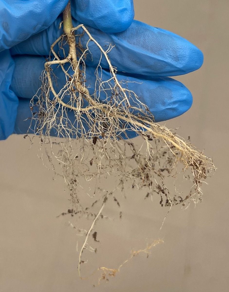 Roots of Catharanthus roseus